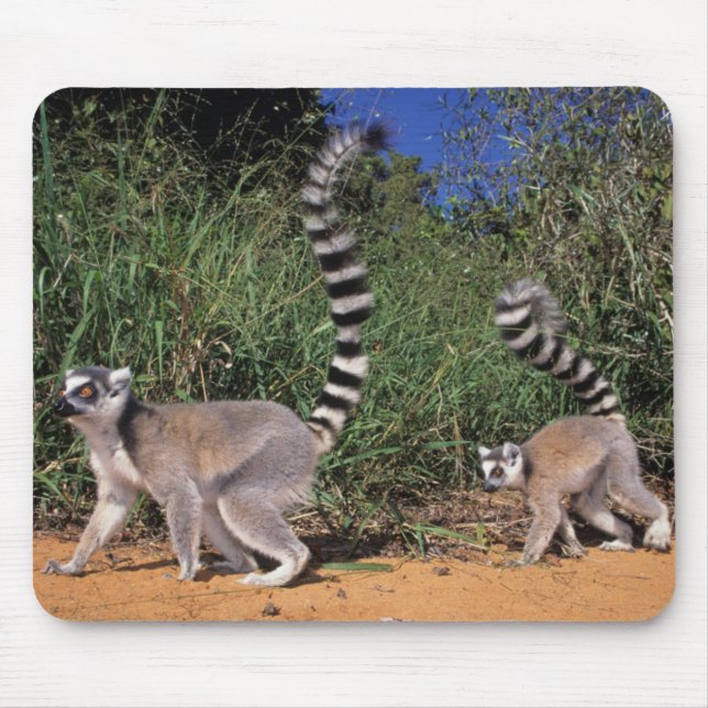 Ring-Tailed Lemurs (Lemur Catta), Berenty Mouse Pad (Front)