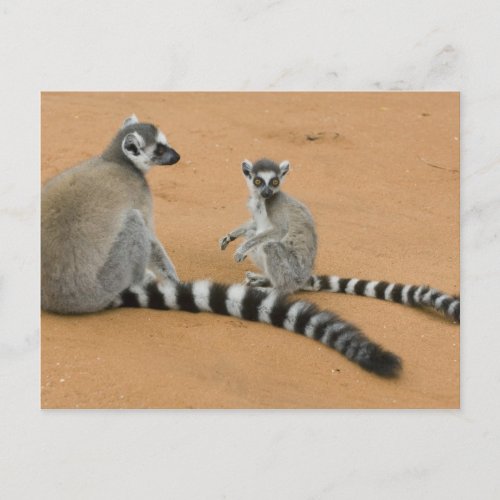 Ring_tailed Lemurs Lemur catta Berenty Postcard