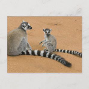 Ring-tailed Lemurs, (Lemur catta), Berenty Postcard