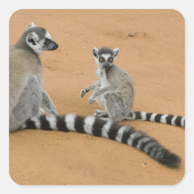 Ring-tailed Lemurs, (Lemur catta), Berenty Square Sticker (Front)