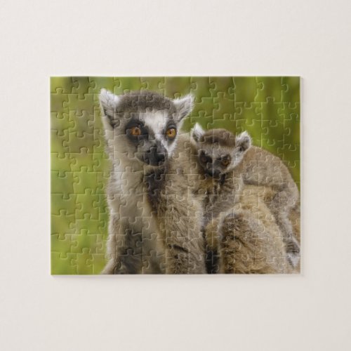 Ring_tailed lemurs Lemur catta Mother  baby Jigsaw Puzzle