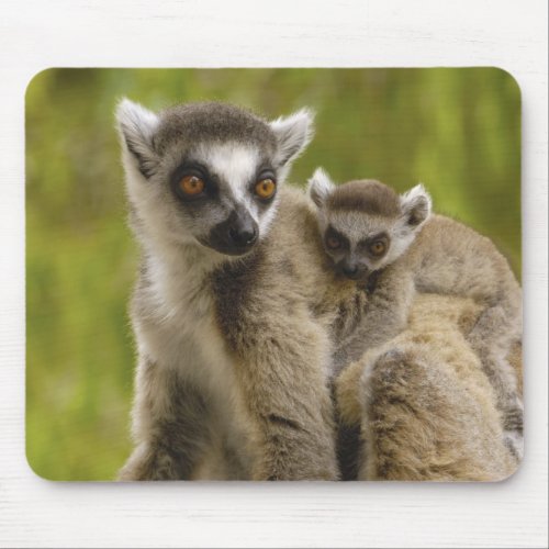 Ring_tailed lemurs Lemur catta Mother  baby Mouse Pad