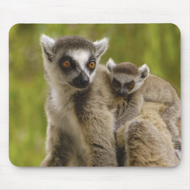 Ring-tailed lemurs (Lemur catta) Mother & baby. Mouse Pad (Front)