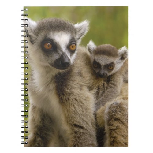 Ring_tailed lemurs Lemur catta Mother  baby Notebook