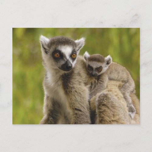 Ring_tailed lemurs Lemur catta Mother  baby Postcard