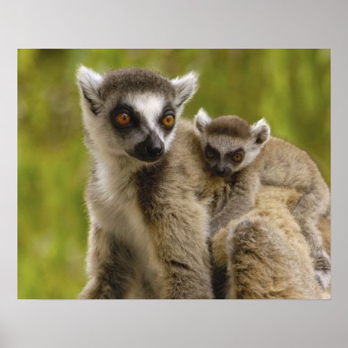 Ring_tailed lemurs Lemur catta Mother  baby Poster