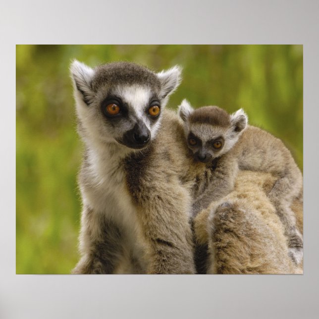 Ring-tailed lemurs (Lemur catta) Mother & baby. Poster (Front)