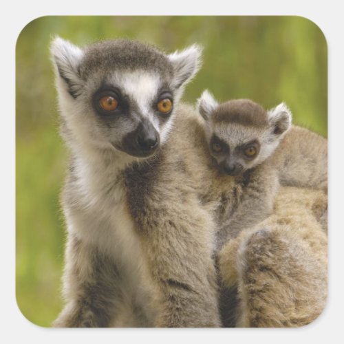 Ring_tailed lemurs Lemur catta Mother  baby Square Sticker
