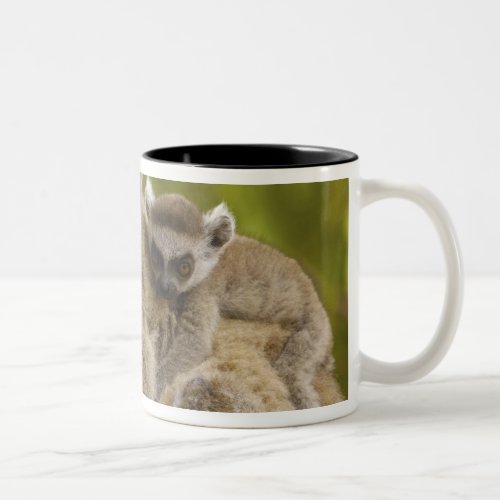 Ring_tailed lemurs Lemur catta Mother  baby Two_Tone Coffee Mug