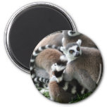 Ring Tailed Lemurs Magnet