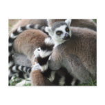 Ring Tailed Lemurs Postcard