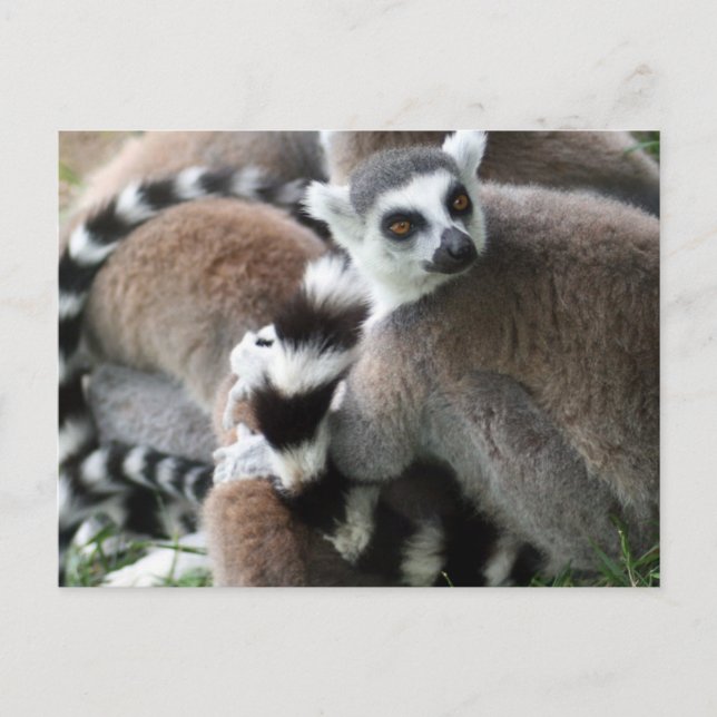 Ring Tailed Lemurs Postcard (Front)