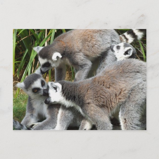 Ring Tailed Lemurs Postcard (Front)