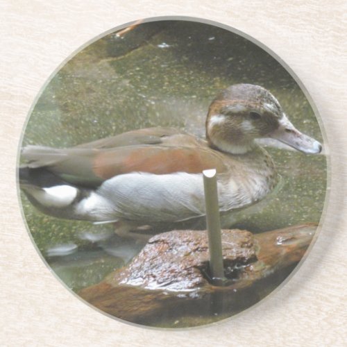 Ringed Teal Duck Coaster