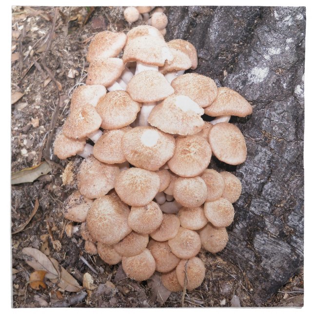 ringless honey mushrooms napkin (Front)