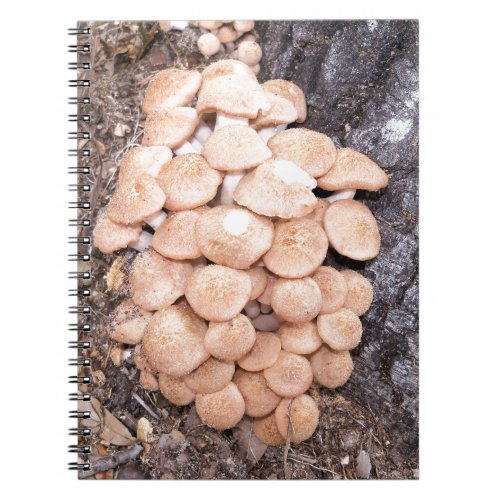 ringless honey mushrooms notebook