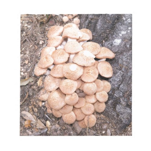 ringless honey mushrooms notepad