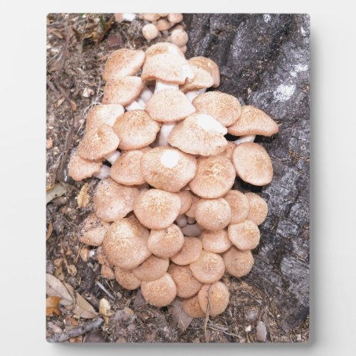 ringless honey mushrooms plaque