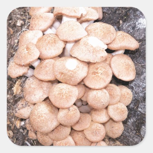 ringless honey mushrooms square sticker