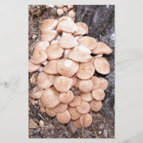 ringless honey mushrooms stationery