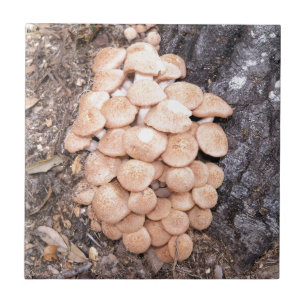 ringless honey mushrooms tile