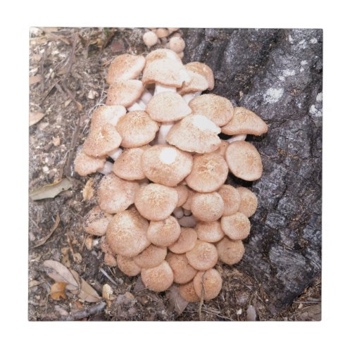 ringless honey mushrooms tile