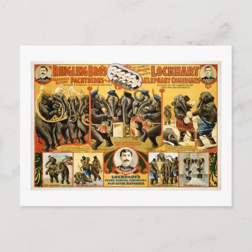 Ringling Bros Pachyderms 1899 Vintage Elephants Postcard