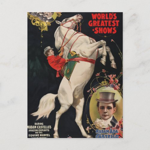 Ringling Brothers Horses Postcard