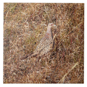 Ringneck Hen Pheasant Tile 6"x 6"