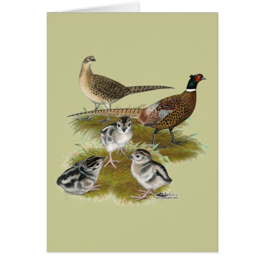 Ringneck Pheasant Family (Front)