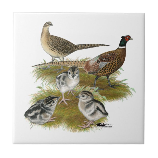 Ringneck Pheasant Family Ceramic Tile (Front)