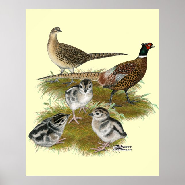 Ringneck Pheasant Family Poster (Front)