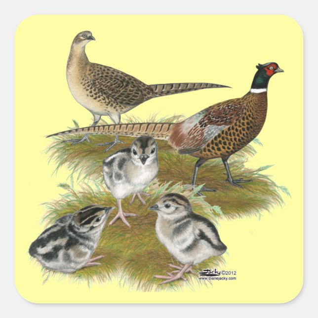 Ringneck Pheasant Family Square Sticker (Front)