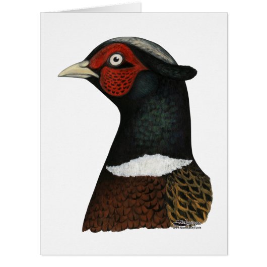 Ringneck Pheasant Head (Front)