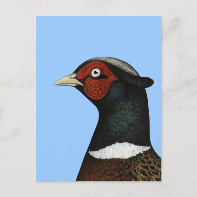 Ringneck Pheasant Head Postcard (Front)
