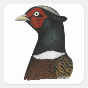 Ringneck Pheasant Head Square Sticker