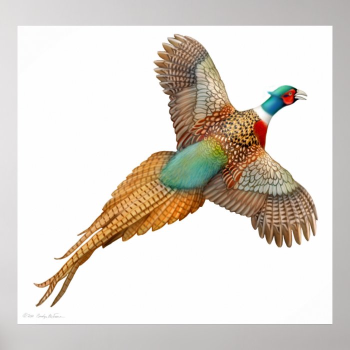 Ringneck Pheasant in Flight Print