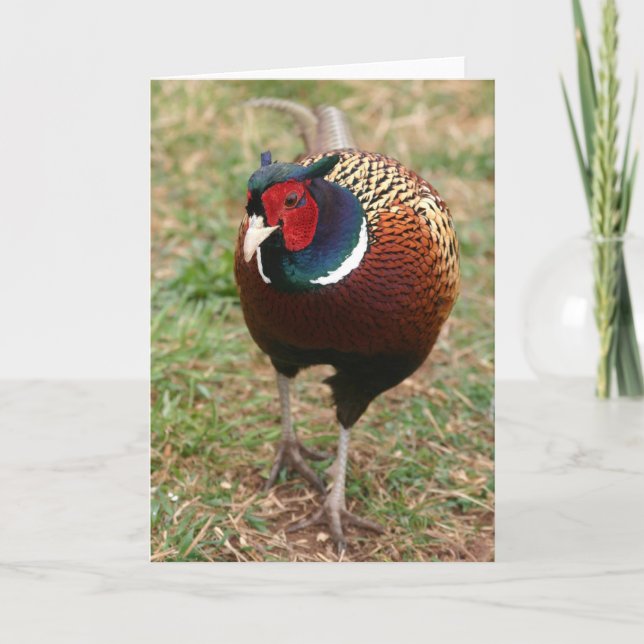 Ringneck Pheasant Notecard 2 (Front)