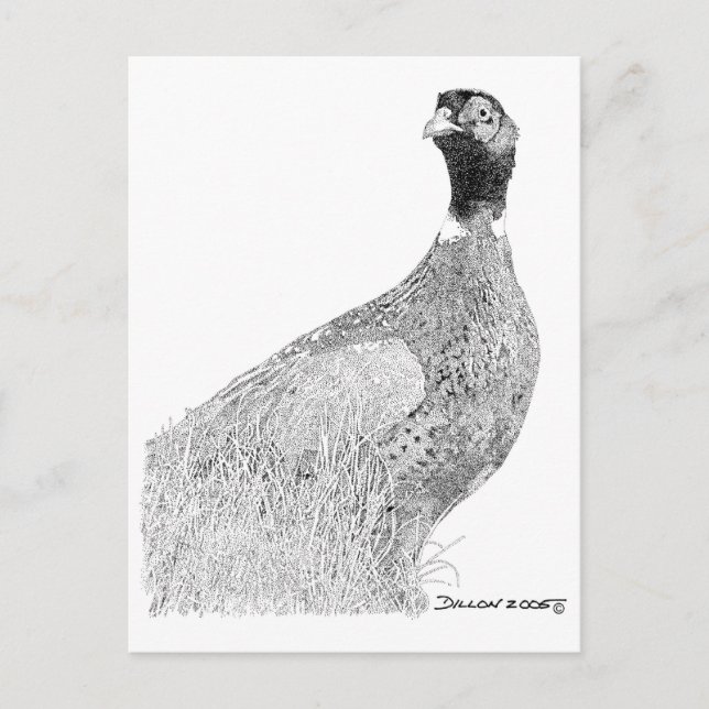 Ringneck Pheasant Postcard (Front)