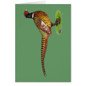 Ringneck Pheasant Rooster (Front)