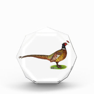 Ringneck Pheasant Rooster Acrylic Award