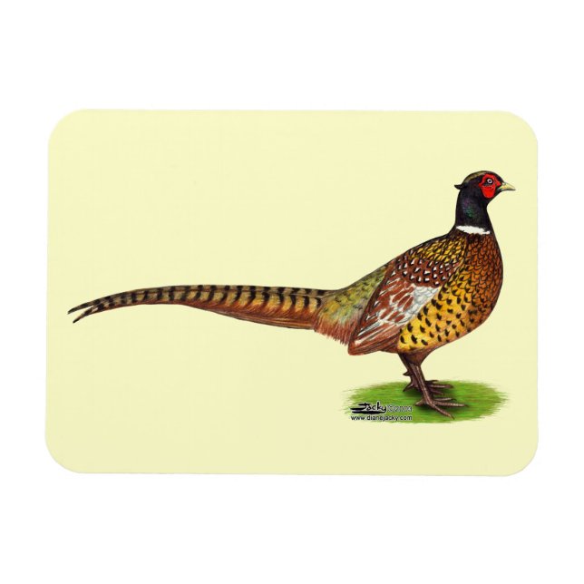 Ringneck Pheasant Rooster Magnet (Horizontal)