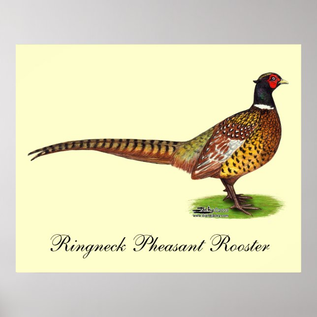 Ringneck Pheasant Rooster Poster (Front)