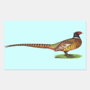 Ringneck Pheasant Rooster Rectangular Sticker