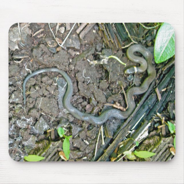 Ringneck Snake Mousepad (Front)
