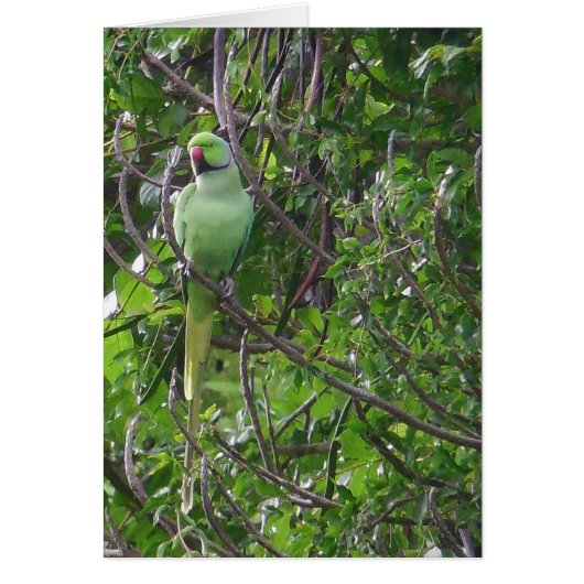 Ringnecked Parakeet Cards (Front)