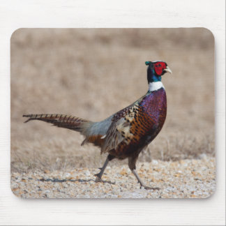 Ringnecked Pheasant Mouse Pad