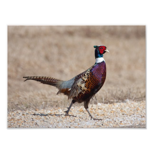 Ringnecked Pheasant Photo Print (Front)