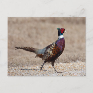 Ringnecked Pheasant Postcard