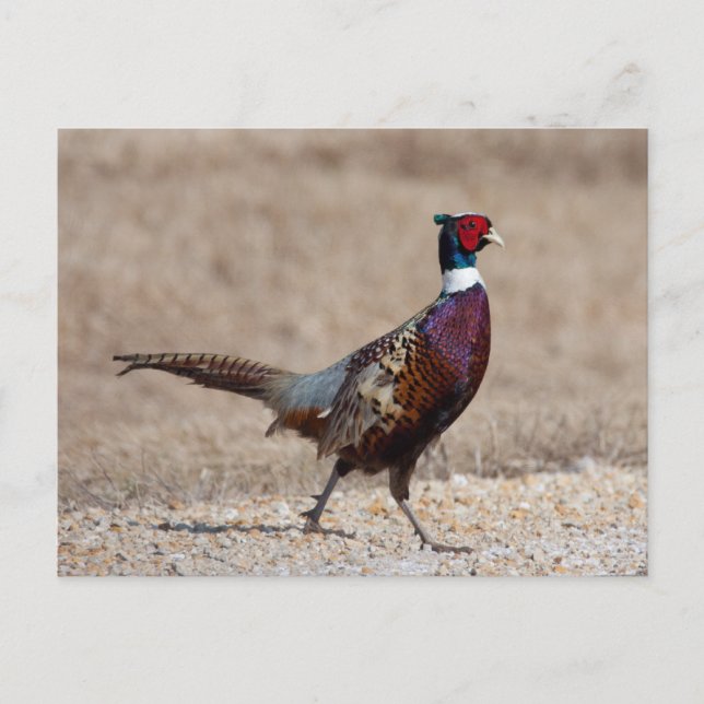Ringnecked Pheasant Postcard (Front)